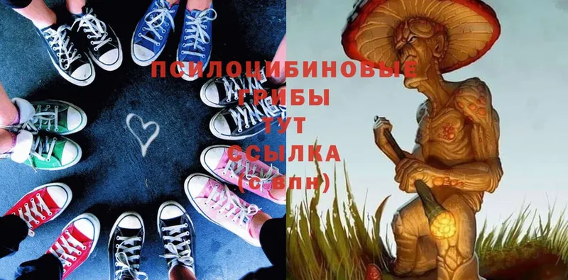 Галлюциногенные грибы Psilocybe  хочу   Мурино 